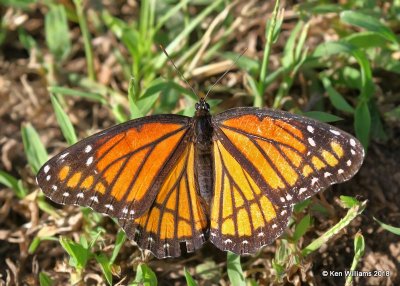 Viceroy, Pawnee County, OK, 10-3-18. Jpa_25714.jpg