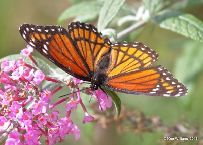 Viceroy, Tulsa County, OK, 10-17-18. Jpa_25783.jpg