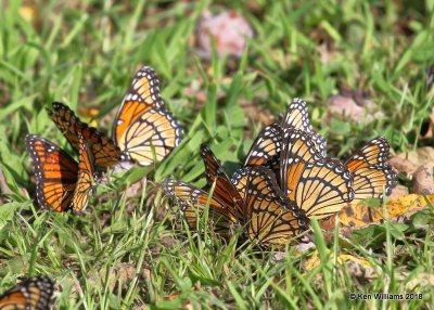 Viceroys, Pawnee County, OK, 10-3-18. Jpa_25717.jpg