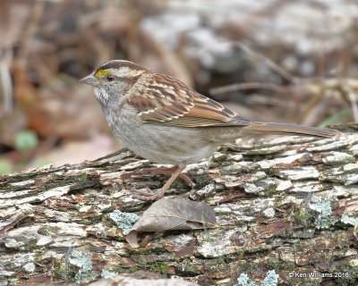 White-throated Sparrow, tan morph, Nowata Co, OK, 11-4-18, Jpa_26029.jpg