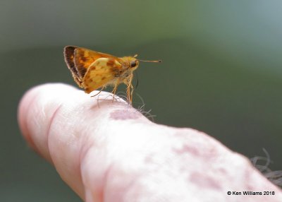 Zabulon Skipper male, Cherokee County, OK, 9-10-18, Jpa_25345.jpg