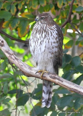 Cooper's Hawk juvenile, Rogers County yard, OK, 12-3-18, J, Rogers County yard, OK, 11-9-18, Jpa_26727.jpg