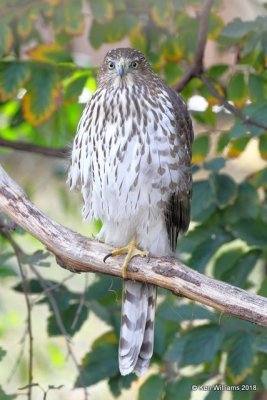 Coopers Hawk, Rogers County yard, OK, 11-9-18, Jpa_26732.jpg