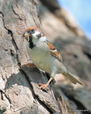 Eurasian Tree Sparow, Horseshoe Lake, IL, 05_13_2017_Jda_45326.jpg