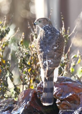 Coopers Hawk, Rogers County yard, OK, 11-16-18, Jpa_26907.jpg