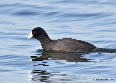 American Coot, Lake Hefner, OKC, OK, 11-28-18, Jpa_28516.jpg