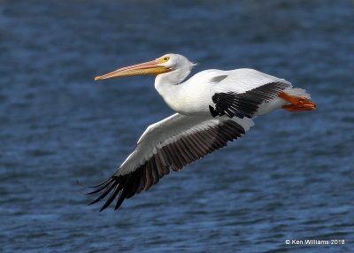 American White Pelican, Lake Hefner, OKC, OK, 11-28-18, Jpa_27636.jpg