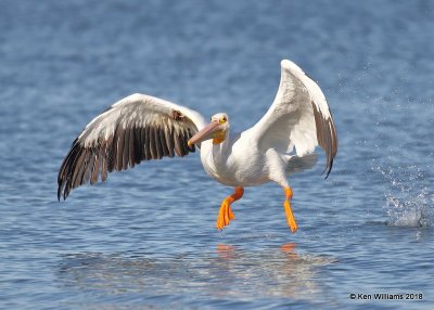 American White Pelican, Lake Hefner, OKC, OK, 11-28-18, Jpa_28519.jpg