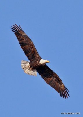 Bald Eagle adult, Osage County, OK, 12-5-18, Jpa_28639.jpg