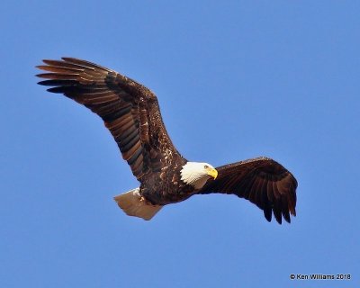 Bald Eagle adult, Osage County, OK, 12-5-18, Jpa_28672.jpg