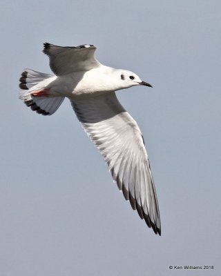 Bonaparte's Gull, first cycle, Lake Hefner, OKC, OK, 11-28-18, Jpa_28040.jpg