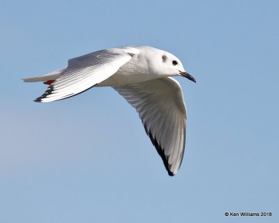 Bonaparte's Gull, nonbreeding, Lake Hefner, OKC, OK, 11-28-18, Jpa_28091.jpg