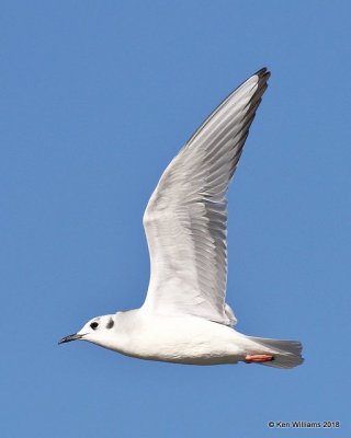 Bonaparte's Gull, nonbreeding, Lake Hefner, OKC, OK, 11-28-18, Jpa_28262.jpg