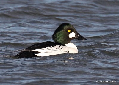 Common Goldeneye male, Lake Hefner, OKC, OK, 11-28-18, Jpa_28550.jpg