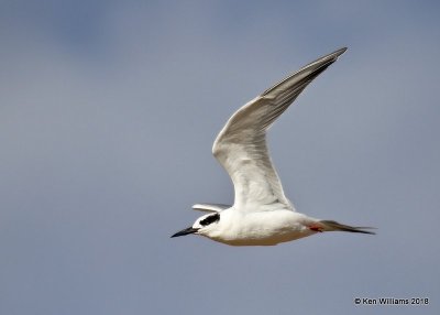 Forster's Tern nonbreeding, Lake Hefner, OKC, OK, 11-28-18, Jpa_27512.jpg