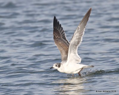 Franklin's Gull, first-cycle, Lake Hefner, OKC, OK, 11-28-18, Jpa_27397.jpg