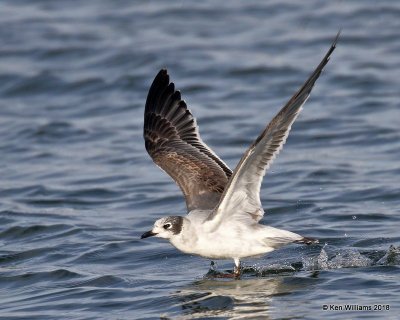 Franklin's Gull, First-cycle, Lake Hefner, OKC, OK, 11-28-18, Jpa_27399.jpg