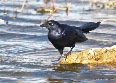 Great-tailed Grackle male, Lake Hefner, OKC, OK, 11-28-18, Jpa_28513.jpg