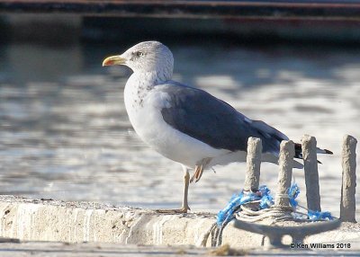 Lesser Black-backed Gull, nonbreeding, Lake Hefner, OKC, OK, 11-28-18, Jpa_28455.jpg