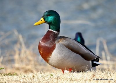 Mallard drale, Lake Hefner, OKC, OK, 11-28-18, Jpa_27526.jpg