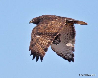 Red-tailed Hawk - Western dark phase, Osage Co, OK, 12-5-18, Jza_28617.jpg