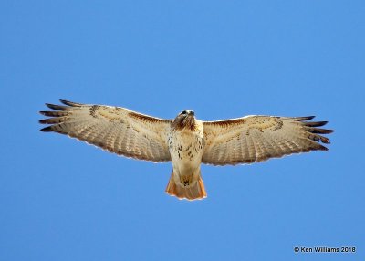 Red-tailed Hawk, Easterm, Lake Hefner, OKC, OK, 11-28-18, Jpa_28313.jpg