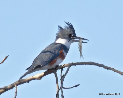 Belted Kingfisher female, Lake Hefner, Oklahoma Co, OK, 12-10-18, Jpa_29522.jpg