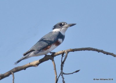 Belted Kingfisher female, Lake Hefner, Oklahoma Co, OK, 12-10-18, Jpa_29547.jpg