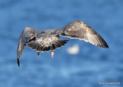 Herring Gull first-cycle back, Lake Hefner, Oklahoma Co, OK, 12-10-18, Jpa_28810.jpg