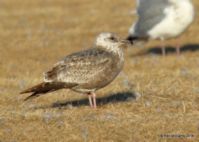 Herring Gull first-cycle, Lake Hefner, Oklahoma Co, OK, 12-10-18, Jpa_28783.jpg