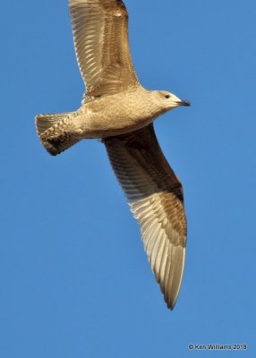 Herring Gull first-cycle, Lake Hefner, Oklahoma Co, OK, 12-10-18, Jpa_28786.jpg