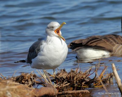 Lesser Black-backed Gull nonbreeding, Lake Hefner, Oklahoma Co, OK, 12-10-18, Jpa_29313.jpg