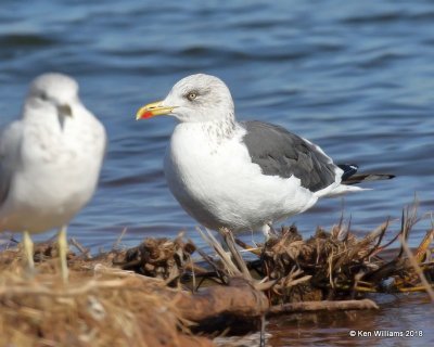 Lesser Black-backed Gull nonbreeding, Lake Hefner, Oklahoma Co, OK, 12-10-18, Jpa_29379.jpg