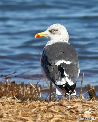 Lesser Black-backed Gull nonbreeding, Lake Hefner, Oklahoma Co, OK, 12-10-18, Jpa_29407.jpg