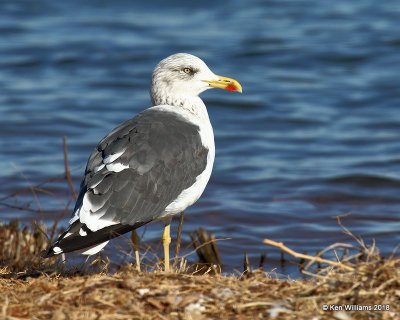 Lesser Black-backed Gull nonbreeding, Lake Hefner, Oklahoma Co, OK, 12-10-18, Jpa_29445.jpg