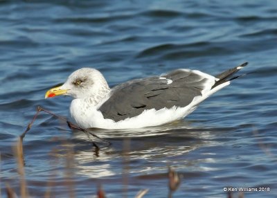 Lesser Black-backed Gull, nonbreeding, Lake Hefner, Oklahoma Co, OK, 12-10-18, Jpa_29377.jpg