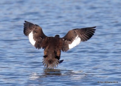 White-winged Scoter 1st winter back, Lake Hefner, Oklahoma Co, OK, 12-10-18, Jpa_28973.jpg