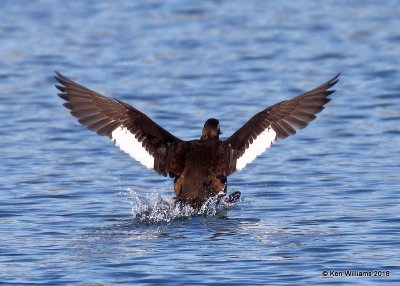 White-winged Scoter 1st winter back, Lake Hefner, Oklahoma Co, OK, 12-10-18, Jpa_28975.jpg