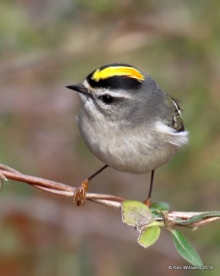 Golden-crowned Kinglet, Collinsville Lake, OK, 12-24-18, Jpa_29903.jpg