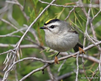 Golden-crowned Kinglet, Collinsville Lake, OK, 12-24-18, Jpa_29949.jpg