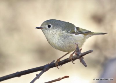 Ruby-crowned Kinglet, Rogers County yard, OK, 12-23-18, Jpa_29803.jpg