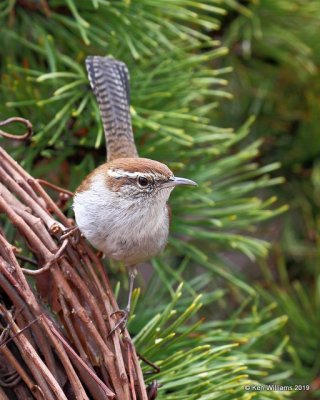 Bewrick's Wren, Rogers Co yard, OK, 12-31-18, Jpa_30454.jpg