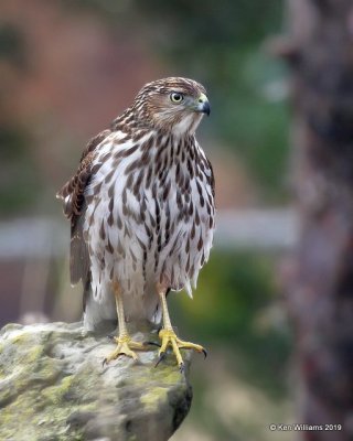 Cooper's Hawk juvenile, Rogers Co yard, OK, 12-31-18, Jpa_30288.jpg