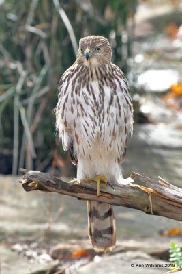 Cooper's Hawk juvenile, Rogers Co yard, OK, 12-31-18, Jpa_30399.jpg