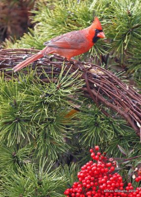 Northern Cardinal male, Rogers Co yard, OK, 12-31-18, Jpa_30233.jpg