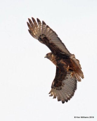 Red-tailed Hawk, dark-rufous intergrade, Rogers Co, OK, 12-25-18, Jpa_29990.jpg