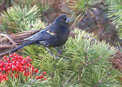 Red-winged Blackbird male, Rogers Co yard, OK, 12-28-18, Jpa_30014.jpg