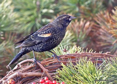 Red-winged Blackbird male, Rogers Co yard, OK, 12-28-18, Jpa_30042.jpg