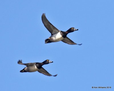 Ring-necked Duck males, Tulsa Co,  OK, 1-4-18, Jpa_30598.jpg