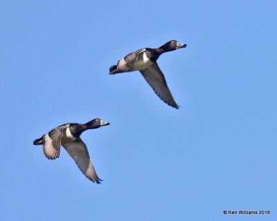 Ring-necked Duck males, Tulsa Co,  OK, 1-4-18, Jpa_30600.jpg
